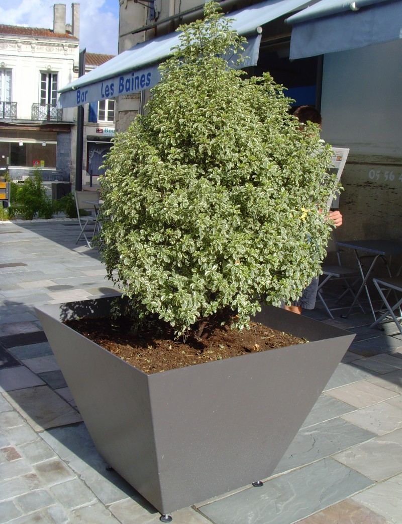 Вазон Феррара, Вазоны 2026 г.